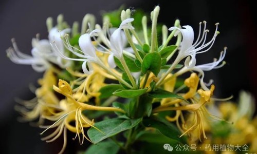 药用菊花分网 | 药用菊花种植技术与栽培管理,药用菊花分类品种