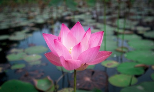 药用菊花分类-药用菊花分网 | 药用菊花种植技术与栽培管理,药用菊花分类品种
